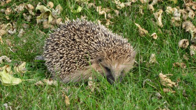 Igel