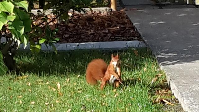 Eichhörnchen