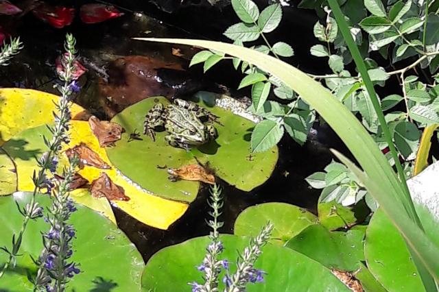 Frosch beim Chillen
