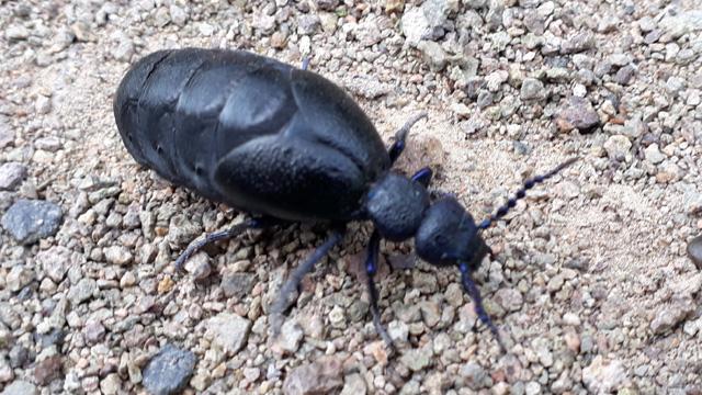 Schwarzer Maiwurm / Ölkäfer (Meloe Proscarabaeus)
