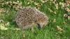Igel